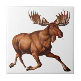 HET MOOSE IS VERLOOS TEGELTJE