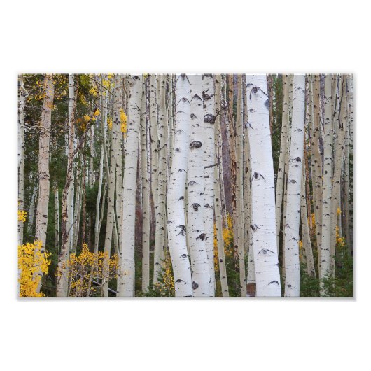 Het najaar van de Aspen Foto Afdruk (Voorkant)