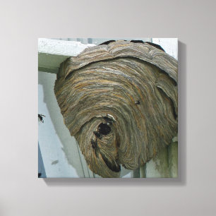 Het Nest van horzels Canvas Afdruk