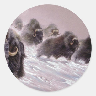 Het Noorden, Musk Ox Ronde Sticker
