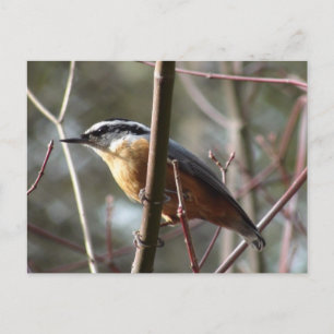 Het Nuthatch-Briefkaart dragen Briefkaart