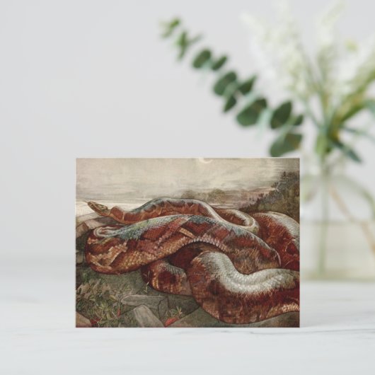 Het Oerwoud Boek: Kaa, de Python Briefkaart (Staand voorkant)