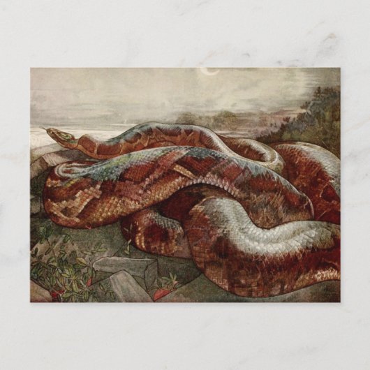 Het Oerwoud Boek: Kaa, de Python Briefkaart (Voorkant)