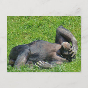 Het ontspannen Chimpansee - Briefkaart