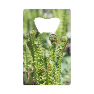 Het ontwaken van jonge fern in de tuin kredietkaart flessenopener