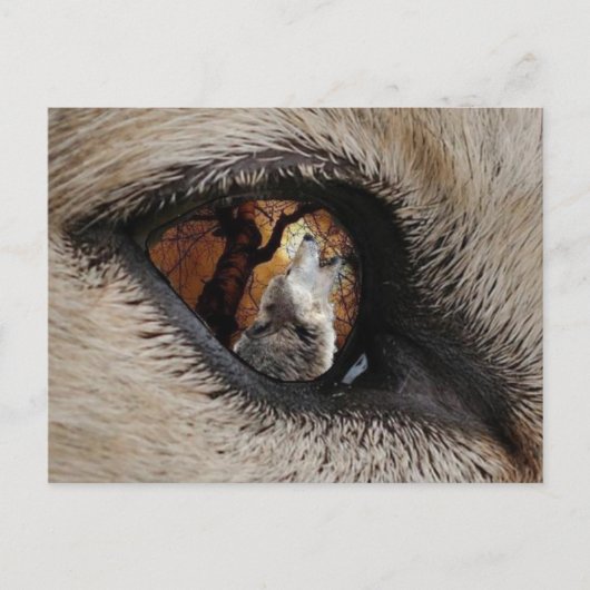Het oog van de Wolf Briefkaart (Voorkant)