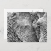Het oog van een olifant briefkaart (Voorkant / Achterkant)