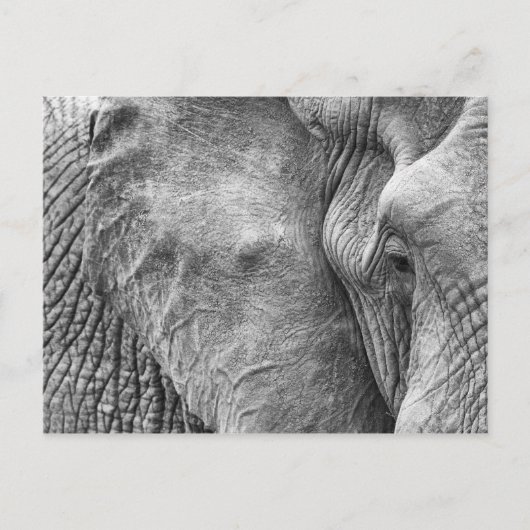 Het oog van een olifant briefkaart (Voorkant)