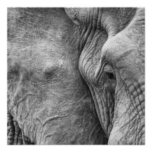 Het oog van een olifant perfect poster