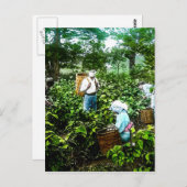 Het oogsten van groene thee laat oude Japanse boer Briefkaart (Voorkant / Achterkant)