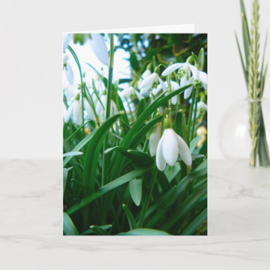 Het opspringen kaart (Voorkant)