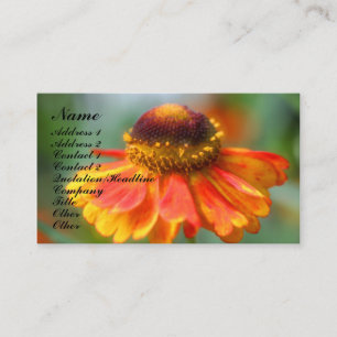 Het oranje Visitekaartje van Zinnia Flower