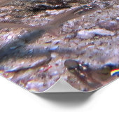 Het Orbiting Shiners en Wobbegong Poster (Hoek)