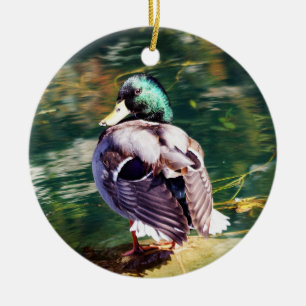 Het Ornament van de Eend van de wilde eend