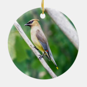 Het Ornament van Waxwing van de ceder