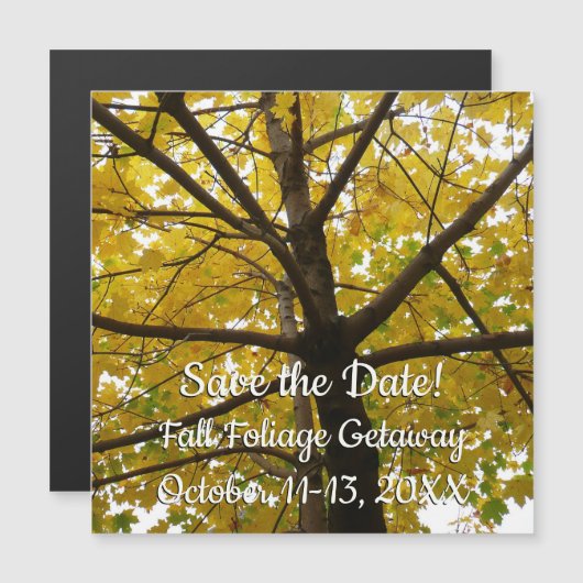 Het paar Gele Bomen van de Mapel herfst sparen de (Voorkant / Achterkant)