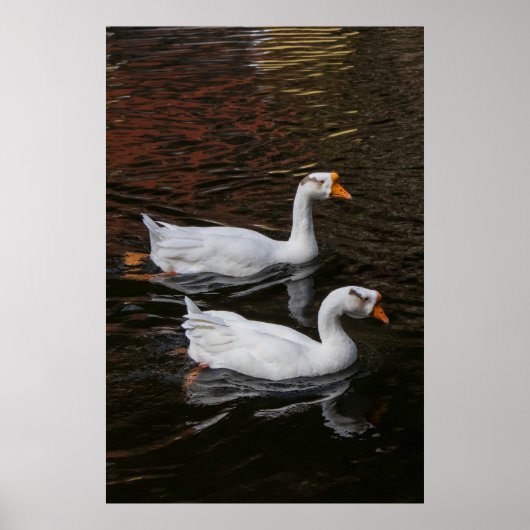 Het Paar Poster (Voorkant)