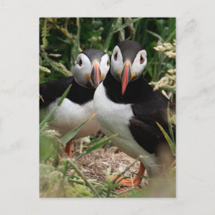 Het Paar van de papegaaiduiker Briefkaart