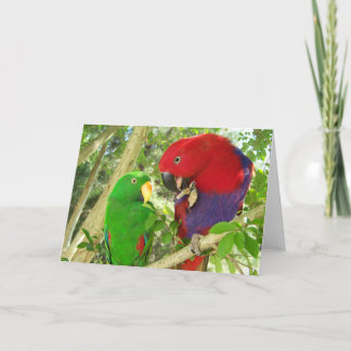 Het Paar van Eclectus Kaart