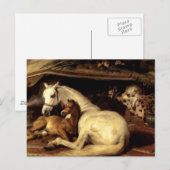 Het  paard briefkaart (Voorkant / Achterkant)