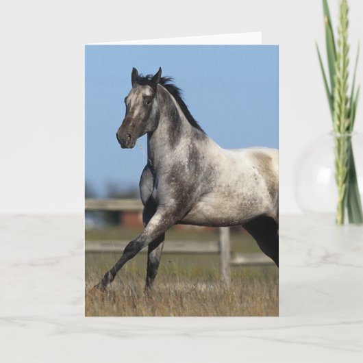 Het Paard die van Appaloosa 3 in werking stellen Kaart (Voorkant)