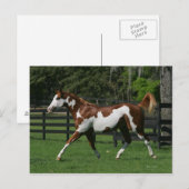 Het Paard die van de verf 1 in werking stellen Briefkaart (Voorkant / Achterkant)