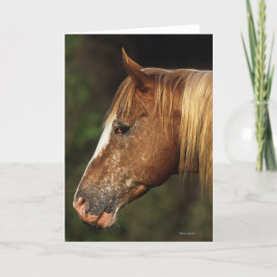 Het Paard Headshot 1 van Appaloosa Kaart