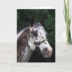 Het Paard Headshot 2 van Appaloosa Kaart