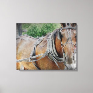 Het Paard van Amish Canvas Afdruk
