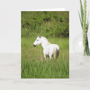 Het Paard van Camargue in de Kooi Alpes d'Azur van Kaart