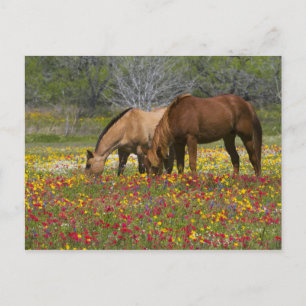 Het Paard van het kwart op gebied van wildflowers Briefkaart