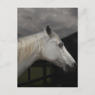 Het paard van het storm briefkaart