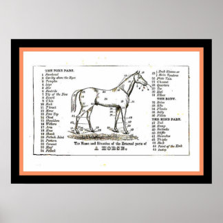 Het paardendiagram poster