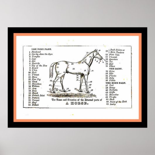 Het paardendiagram poster (Voorkant)