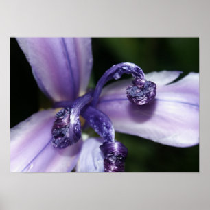 Het paarse Poster van de Iris