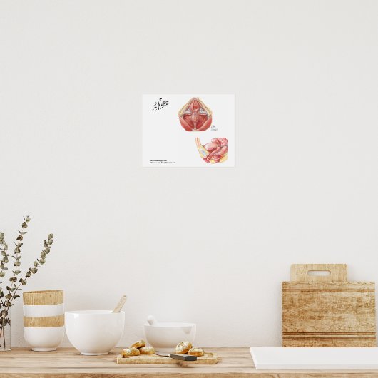 Het Pelvic Floor Poster (Keuken)