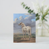 Het Piebald-paard Briefkaart (Staand voorkant)
