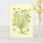 Het Plant van de klaver Kaart (Gele Bloem)