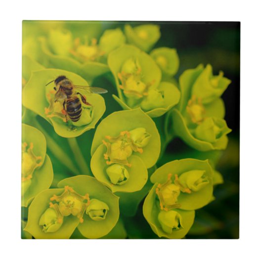 Het Plant van de woestijn Tegeltje (Voorkant)