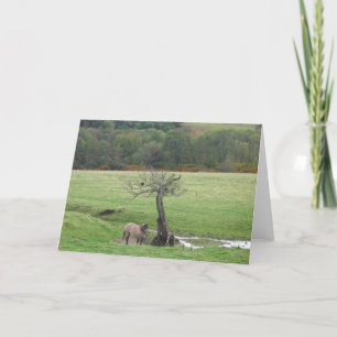 Het pony van het hoogland en raafwenskaart kaart