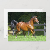 Het Poolse Arabische Draven van het Paard Briefkaart (Voorkant / Achterkant)