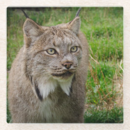 Het Portret van Bobcat Glazen Onderzetter