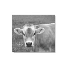 Het portret van de  Koe Jersey