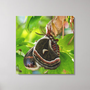 Het portret van de zijde Moth Wings Canvas Afdruk