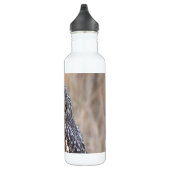 Het portret van een kortehagel in de moerassen waterfles  (Rechts)