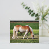 Het portret van het paard briefkaart (Staand voorkant)