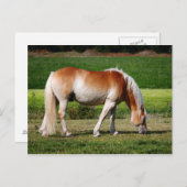 Het portret van het paard briefkaart (Voorkant / Achterkant)