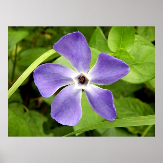 Het Poster Greater Periwinkle (Voorkant)