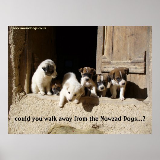 Het poster Nowzad Puppies (Voorkant)