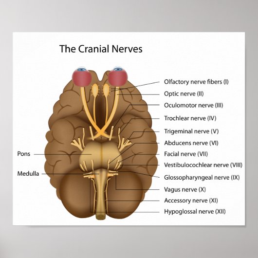Het Poster van de 12 craniale zenuwen (Voorkant)